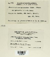 Pucciniastrum agrimoniae image