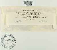 Pucciniastrum epilobii image