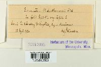 Pucciniastrum epilobii image