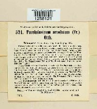 Pucciniastrum areolatum image