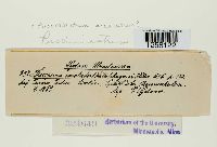 Pucciniastrum areolatum image