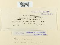 Pucciniastrum areolatum image