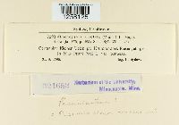 Pucciniastrum areolatum image