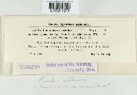 Pucciniastrum areolatum image