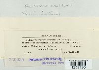 Pucciniastrum areolatum image