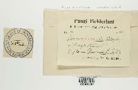 Pucciniastrum areolatum image