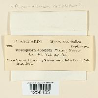 Thumbnail image of current specimen