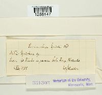 Pucciniastrum epilobii image