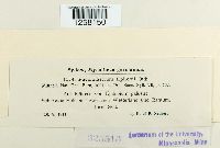 Pucciniastrum epilobii image