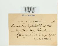 Pucciniastrum epilobii image