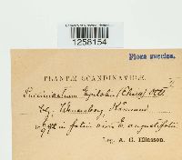 Pucciniastrum epilobii image