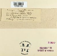 Pucciniastrum epilobii image