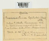 Pucciniastrum epilobii image