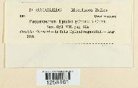 Pucciniastrum epilobii image