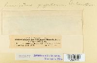 Pucciniastrum goeppertianum image