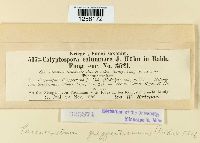 Pucciniastrum goeppertianum image