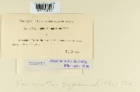 Pucciniastrum goeppertianum image