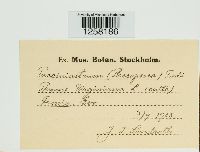 Pucciniastrum areolatum image