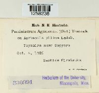 Pucciniastrum agrimoniae image