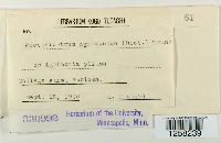 Pucciniastrum agrimoniae image