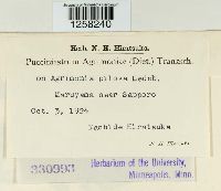 Pucciniastrum agrimoniae image