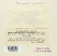 Pucciniastrum agrimoniae image