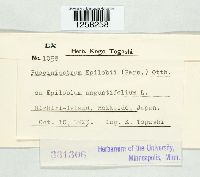 Pucciniastrum epilobii image