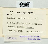 Pucciniastrum potentillae image