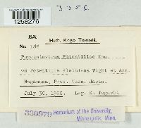 Pucciniastrum potentillae image