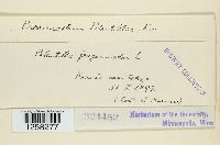 Pucciniastrum potentillae image