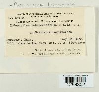 Pucciniosira tuberculata image