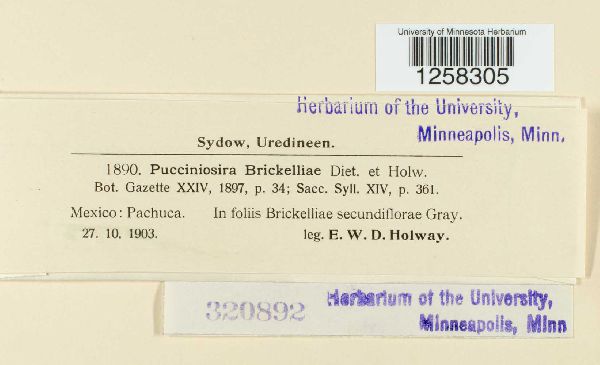 Pucciniosira brickelliae image