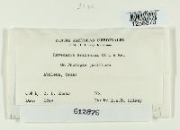 Ravenelia arizonica image