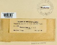 Ravenelia arizonica image