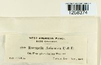 Ravenelia arizonica image