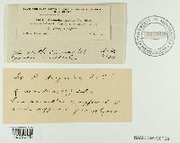 Ravenelia arizonica image