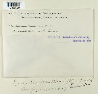 Ravenelia mesilliana image