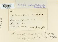 Ravenelia mesilliana image