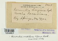 Ravenelia mesilliana image