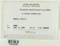 Ravenelia acaciae-pennatulae image