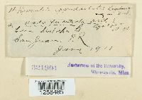 Kernkampella appendiculata image