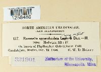 Kernkampella appendiculata image