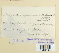 Kernkampella appendiculata image