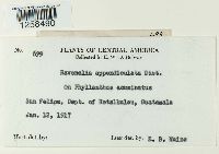 Kernkampella appendiculata image