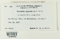 Kernkampella appendiculata image