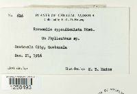 Kernkampella appendiculata image