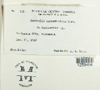 Kernkampella appendiculata image