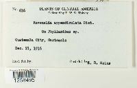 Kernkampella appendiculata image