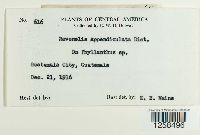 Kernkampella appendiculata image