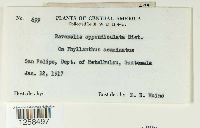 Kernkampella appendiculata image